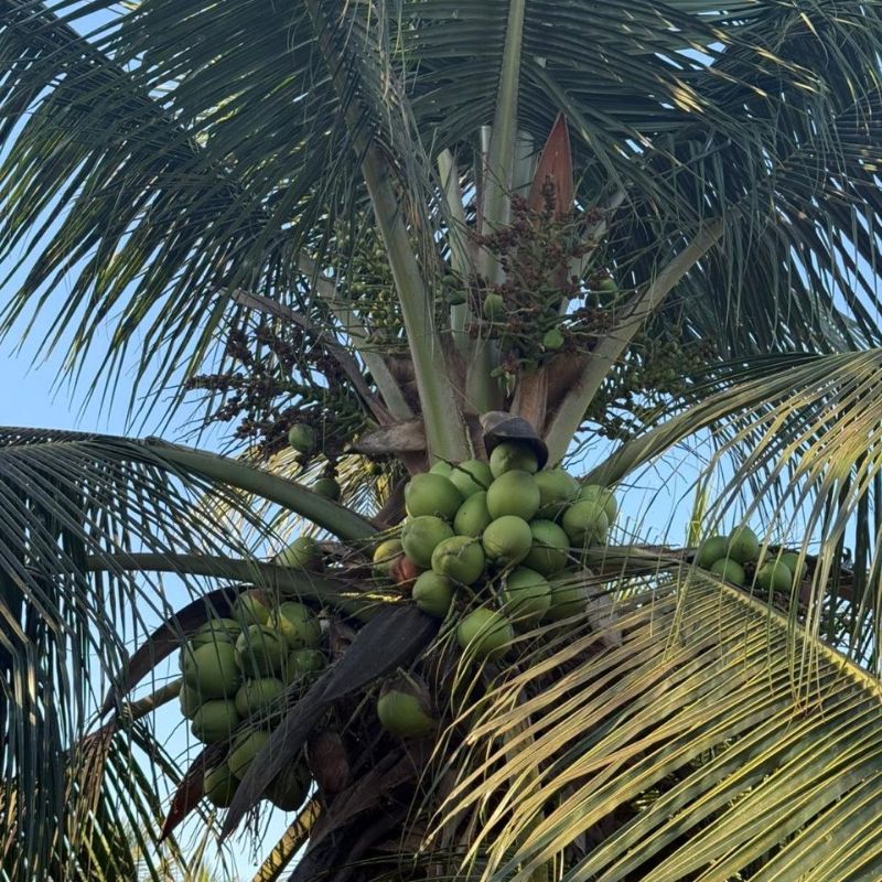 cocos3