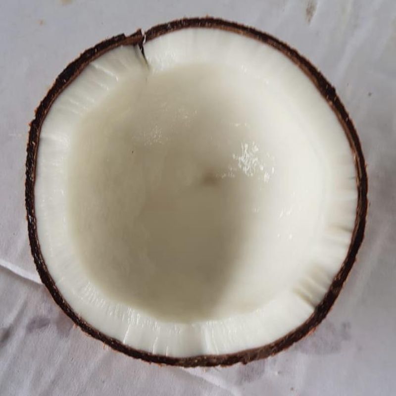 cocos6