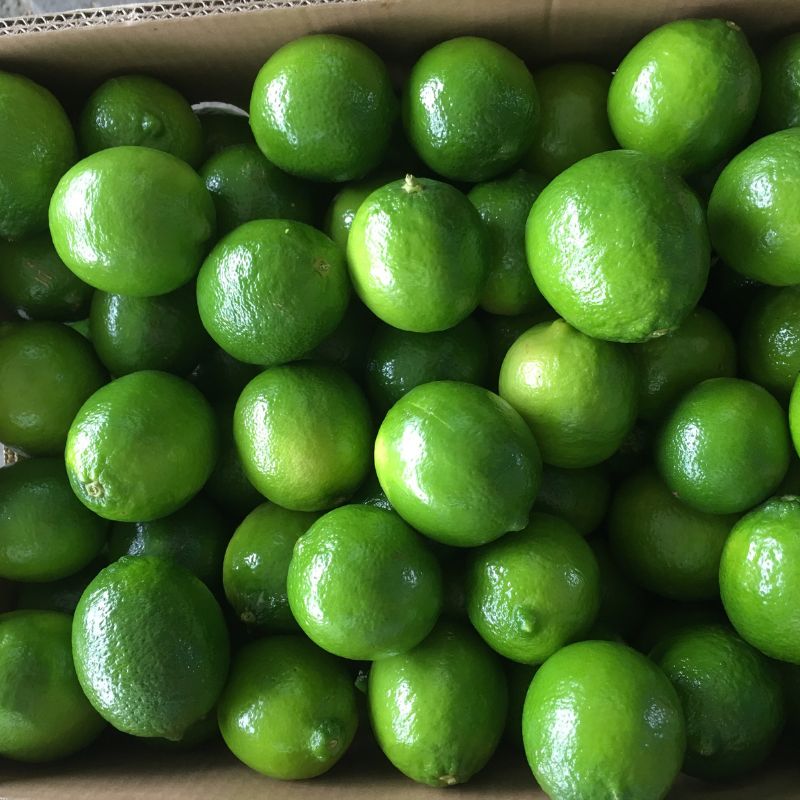 limon-mexicano5