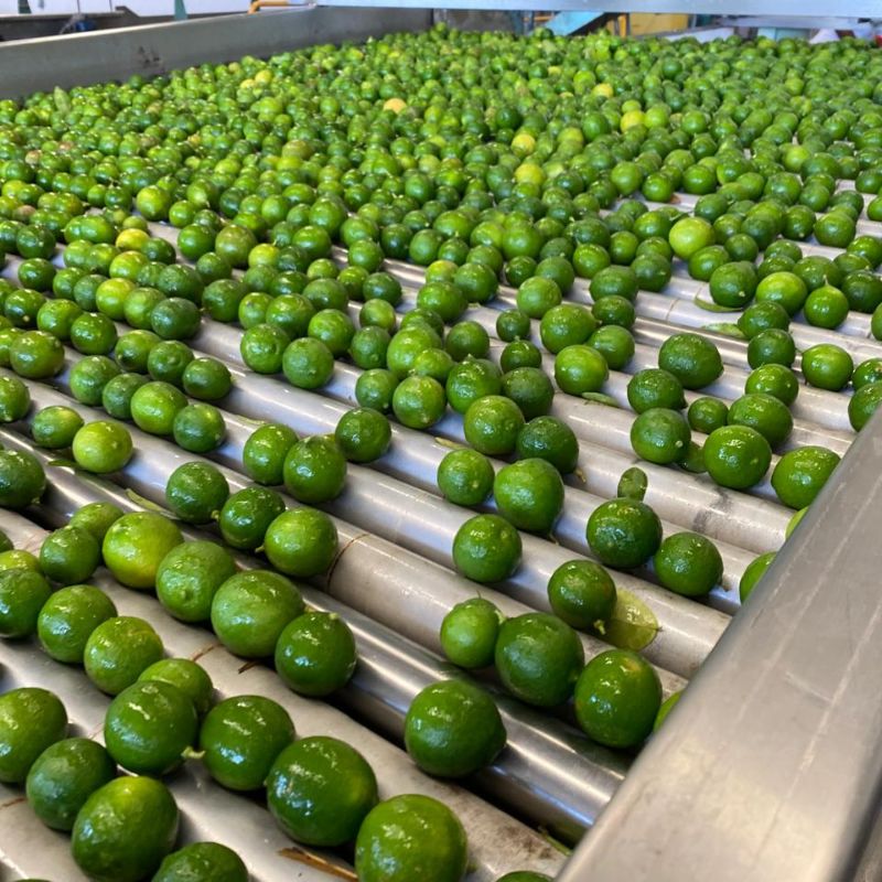 limon-persa