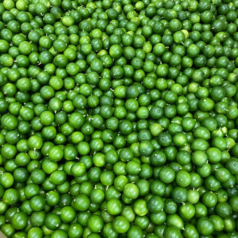 limon-persa4