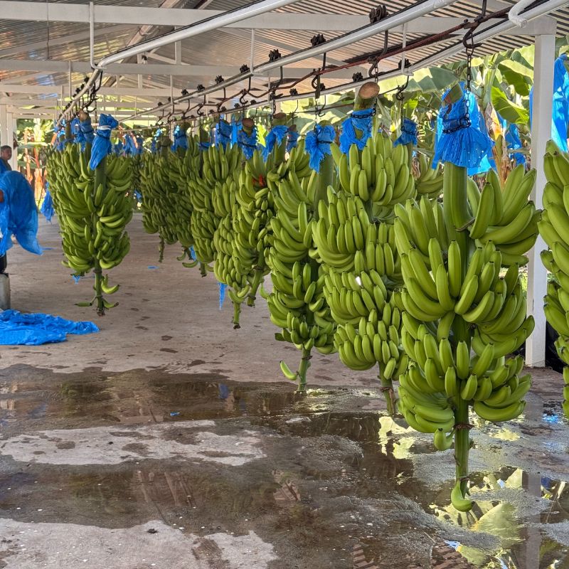 banana-gallery1