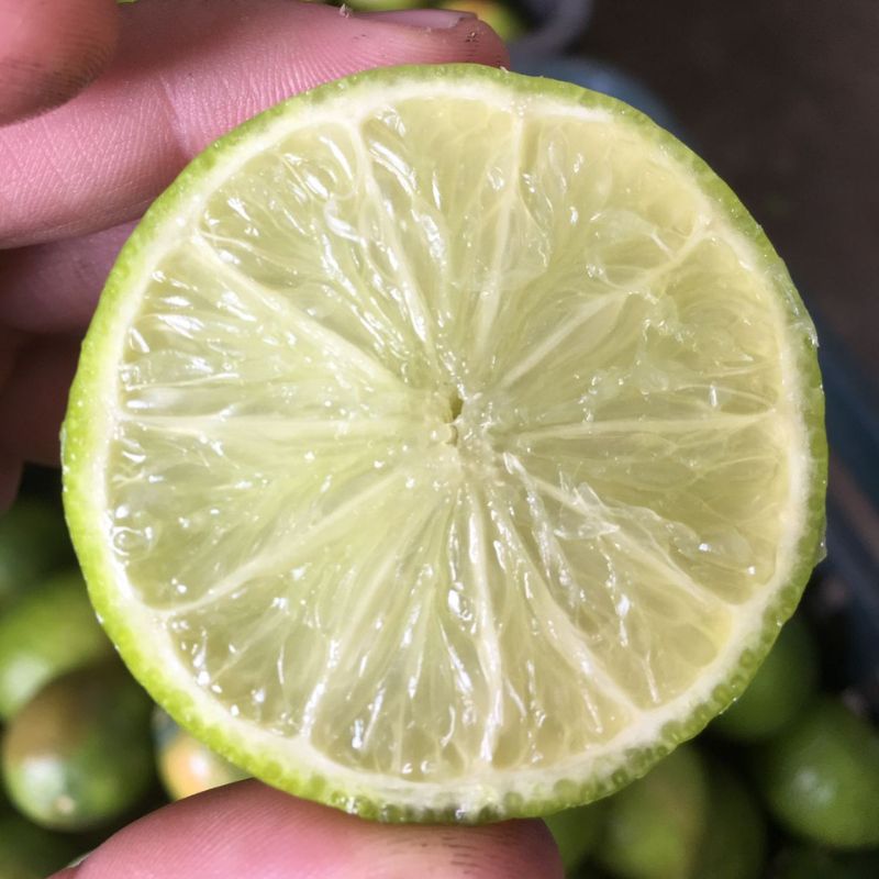 limon-persa-nuevo1