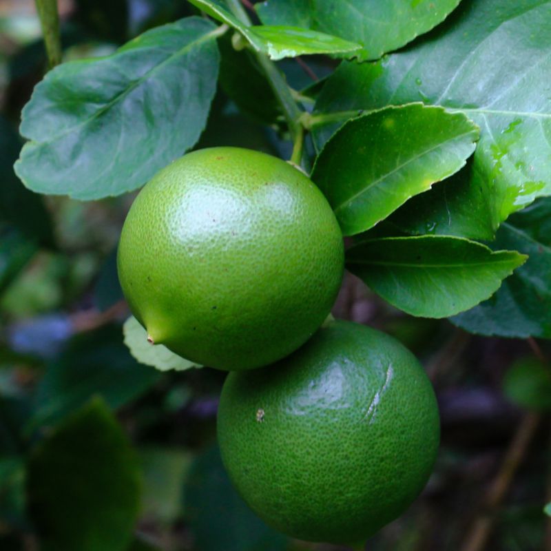 limonmexicano-gallery1
